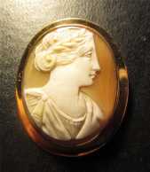 Yearly Victorian Brooch. Image of Muse Shell from circa 1830. Unmarked 14K Yellow Gold